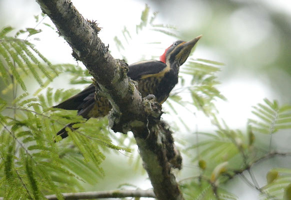 LINIENSPECHT, LINEATED WOODPECKER, DRYOCOPUS LINEATUS