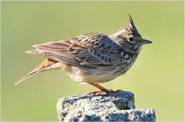 THEKLALERCHE, THEKLA LARK, GALERIDA THEKLAE