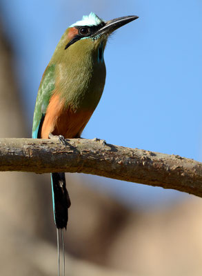 TÜRKISBRAUENMOTMOT, TURQUOISE-BROWED MOTMOT, EUMOMATA SUPERCILIOSA
