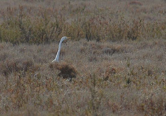 Silberreiher waren auch in der Camargue so gut wie ausgestorben, erholten sich zuletzt aber deutlich im Bestand.