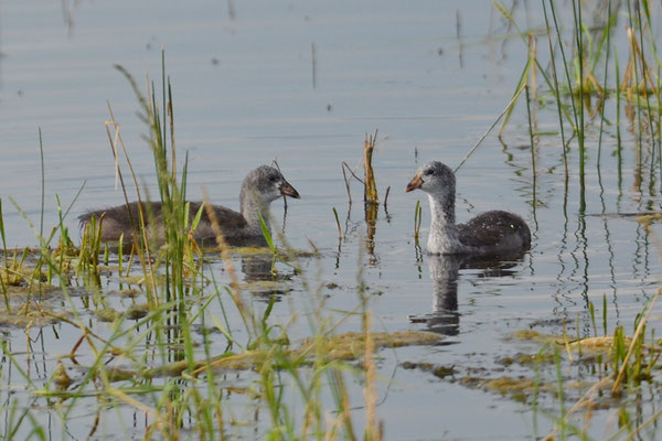 AMERIKANISCHE BLÄSSRALLE, AMERICAN COOT, FULICA AMERICANA