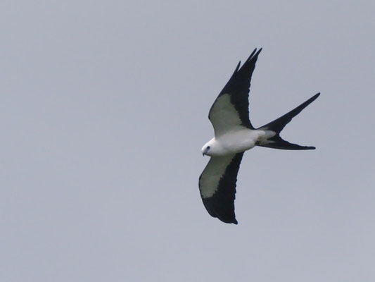 SCHWALBENWEIH, SWALLOW-TAILED KITE - ELANOIDES FORFICATUS