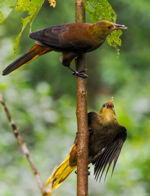 BREITHAUBEN-STIRNVOGEL, RUSSET-BACKED OROPENDOLA - PSAROCOLIUS ANGUSTIFRONS