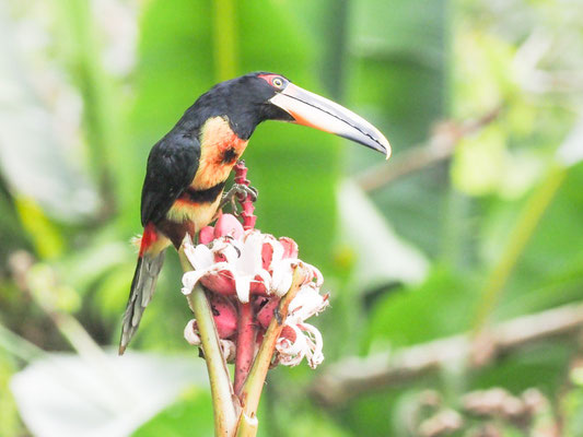 Hellschnabelarassari, , Pale-mandibled Aracari - Pteroglossus erythropygius