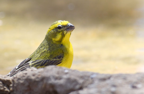 SCHWEFELGIRLITZ, BRIMSTONE CANARY, CRITHAGRA SULPHURATA