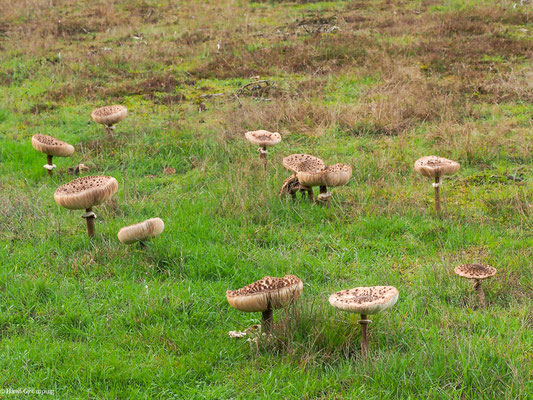 Parasol - Macrolepiota procera