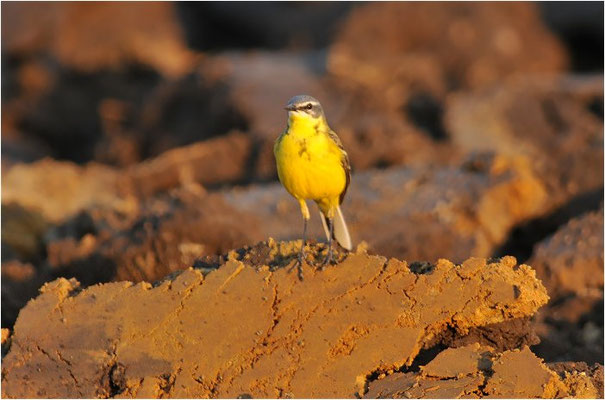 WIESENSCHAFSTELZE, YELLOW WAGTAIL, MOTACILLA FLAVA