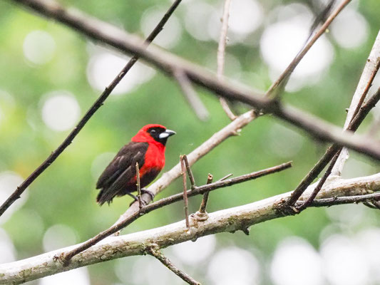 Maskentangare, Masked Crimson Tanager - Ramphocelus nigrogularis