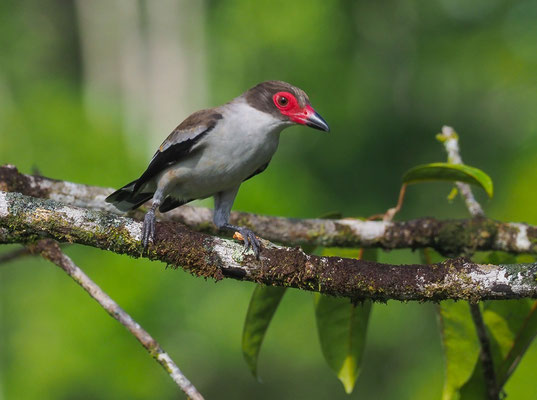 WEISSNACKENTITYRA, MASKED TITYRA, TITYRA SEMIFASCIATA