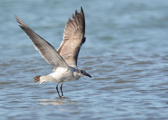 AZTEKENMÖWE, LAUGHING GULL, LARUS ATRICILLA