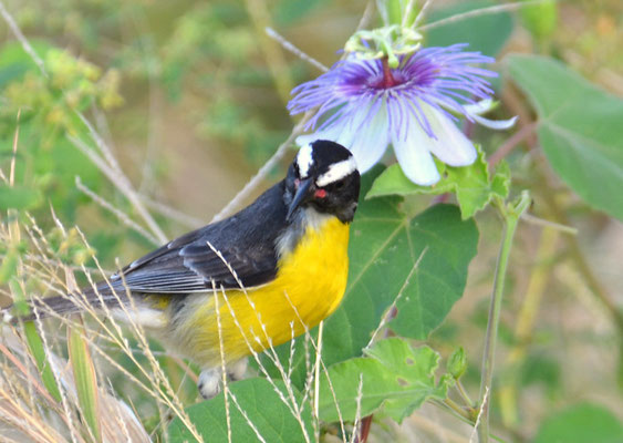 ZUCKERVOGEL, BANANAQUIT, COEREBA FLAVEOLA