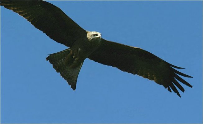 SCHWARZMILAN, BLACK KITE, MILVUS MIGRANS