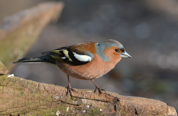 BUCHFINK, CHAFFINCH, FRINGILLA COELEBS