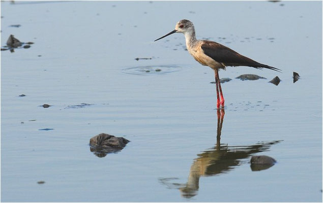 STELZENLÄUFER, BLACK-WINGED STILT, HIMANTOPUS HIMANTOPUS
