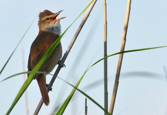 DROSSELROHRSÄNGER, GREAT REED WARBLER, ACROCEPHALUS ARUNDINACEUS