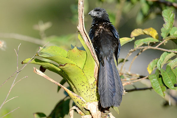 RIEFENSCHNABELANI, GROOVE-BILLED ANI, CROTOPHAGA SULCIROSTRIS