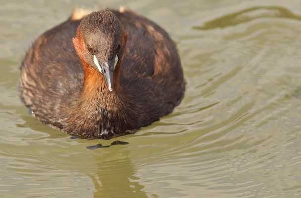 ZWERGTAUCHER, LITTLE GREBE, TACHYBAPTUS RUFICOLLIS