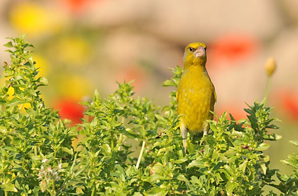 GRÜNFINK, GREENFINCH, CHLORIS CHLORIS