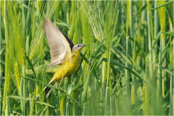 WIESENSCHAFSTELZE, YELLOW WAGTAIL, MOTACILLA FLAVA