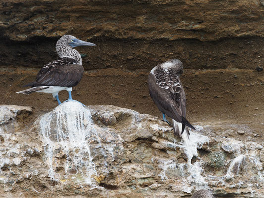 BLAUFUSSTÖLPEL, BLUE-FOOTED BOOBY - SULA NEBOUXII