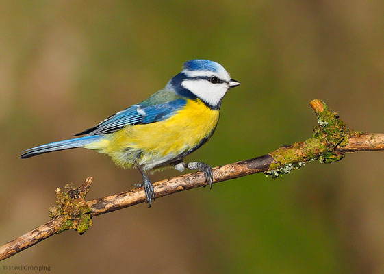 BLAUMEISE, BLUE TIT, CYANISTES CAERULEUS
