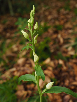 Weißes Waldvögelein (Cephalanthera damasonium)