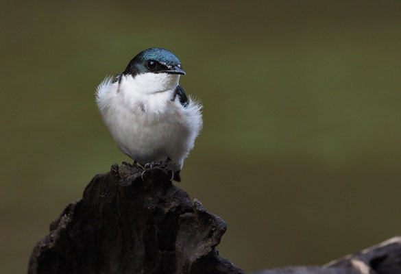 MANGROVENSCHWALBE, MANGROVE SWALLOW, TACHYCINETA ALBILINEA