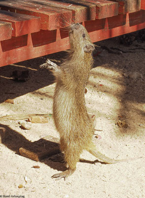 Um an Leckerbissen zu kommen, stellen sich die Tiere auch gern auf ihre Hinterbeine.