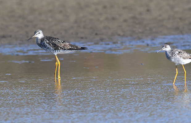 GROSSER GELBSCHENKEL, GREATER YELLOWLEGS, TRINGA MELANOLEUCA