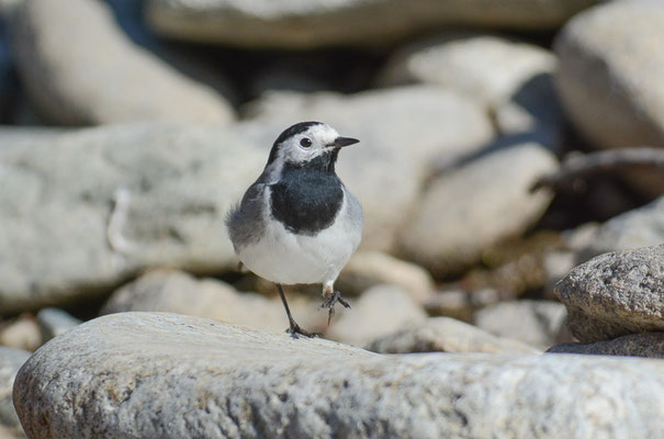 BACHSTELZE, WHITE WAGTAIL, MOTACILLA ALBA