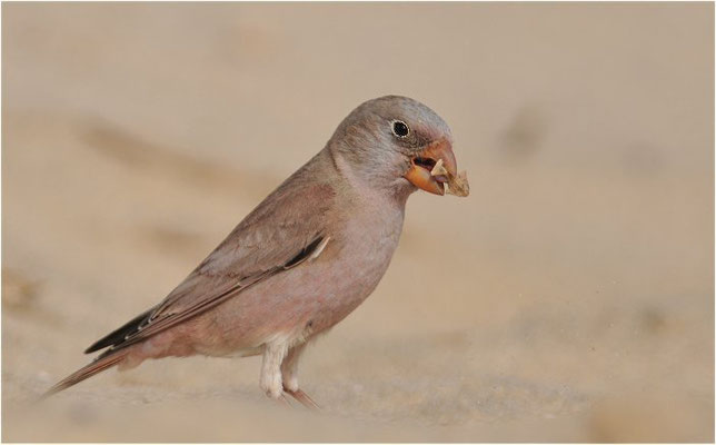 WÜSTENGIMPEL, TRUMPETER FINCH, BUCANETES GITHAGINEUS