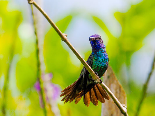 BRONZESCHWANZSAPHIRKOLIBRI, GOLDEN-TAILED SAPPHIRE - CHRYSURONIA OENONE