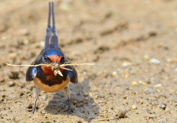 RAUCHSCHWALBE, BARN SWALLOW, HIRUNDO RUSTICA