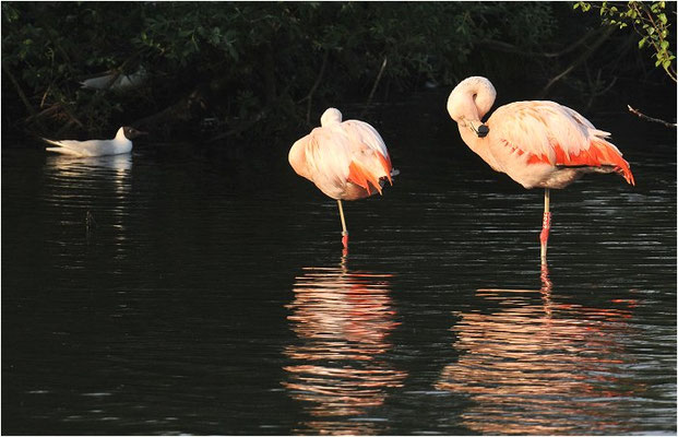 CHILEFLAMINGO, CHILEAN FLAMINGO, PHOENICOPTERUS CHILENSIS