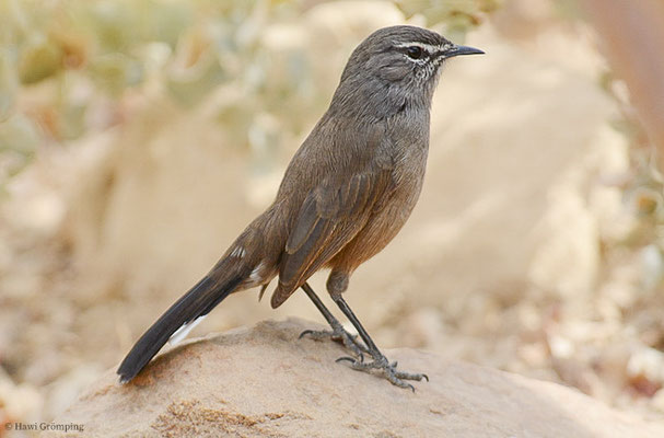 KARRUHECKENÄNGER, KAROO SCRUB ROBIN, CERCOTRICHAS CORYPHOEUS