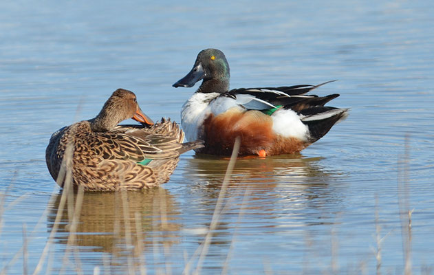 LÖFFELENTE, SHOVELER, ANAS CLYPEATA