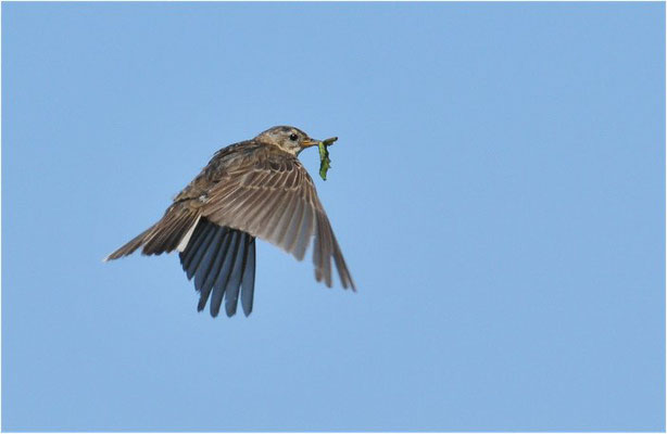 WIESENPIEPER, MEADOW PIPIT, ANTHUS PRATENSIS