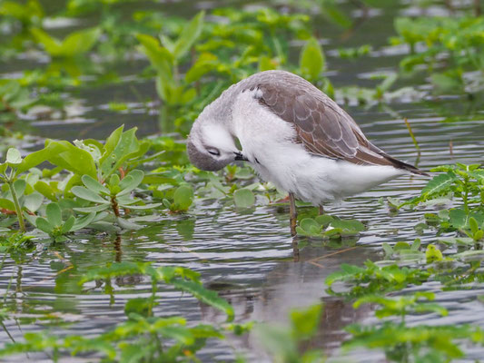 Wilson´s Wassertreter, Wilson´s Phalarope - Phalaropus tricolor
