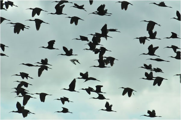 BRAUNER SICHLER, GLOSSY IBIS, PLEGADIS FALCINELLUS