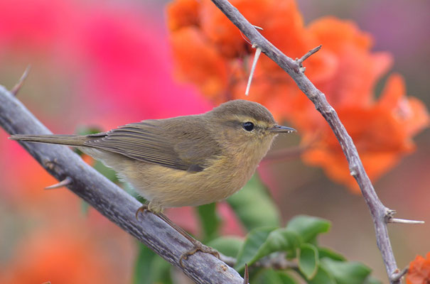 KANARENZILPZALP, CANARY ISLANDS CHIFFCHAFF, PHYLLOSCOPUS CANARIENSIS