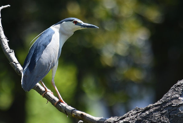 NACHTREIHER, BLACK-CROWNED NIGHT HERON, NYCTICORAX NYCTICORAX