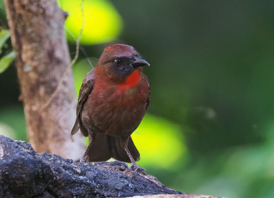 ROTKEHL-AMEISENTANGARE, RED-THROATED ANT-TANAGER, HABIA FUSCICAUDA 
