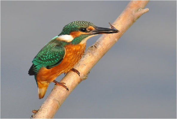 EISVOGEL, COMMON KINGFISHER, ALCEDO ATTHIS