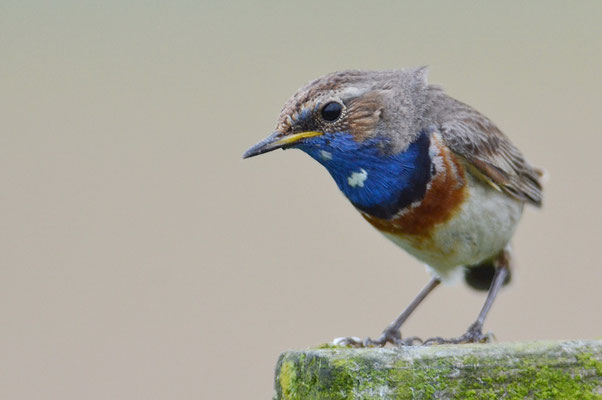 BLAUKEHLCHEN, BLUETHROAT, LUSCINIA SVECICA