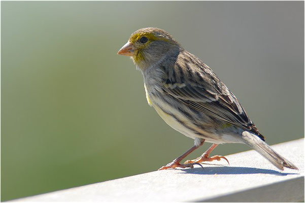 KANARENGIRLITZ, CANARY, SERINUS CANARIA