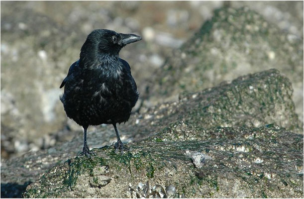 RABENKRÄHE, CARRION CROW, CORVUS CORONE