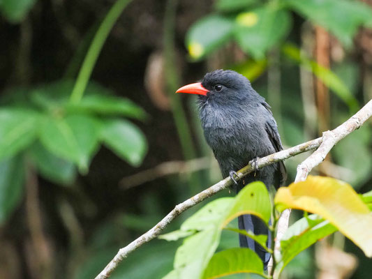 Schwarzstirntrappist, Black-fronted Nunbird - Monasa nigrifrons