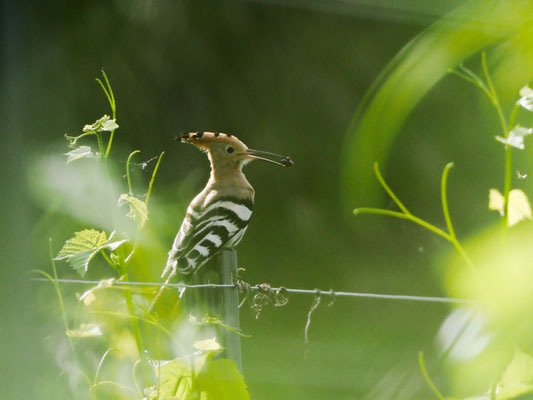 Wiedehopf, hoopoe, upupa epops - D, f, e, zypern