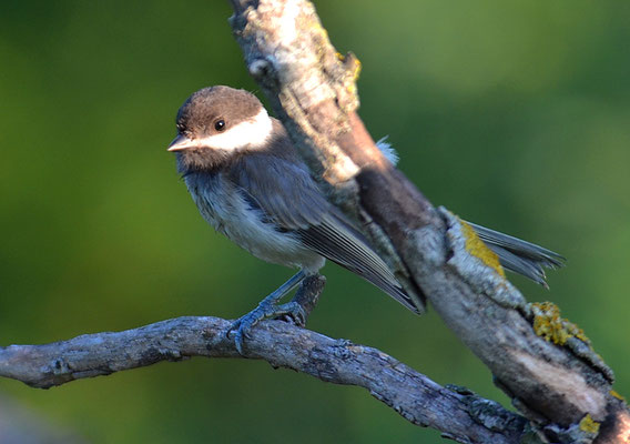 TRAUERMEISE, SOMBRE TIT, POECILE LUGUBRIS