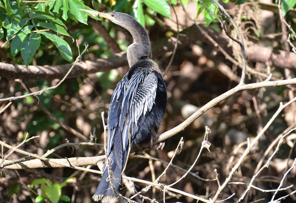 AMERIKANISCHER SCHLANGENHALSVOGEL, ANHINGA, ANHINGA ANHINGA